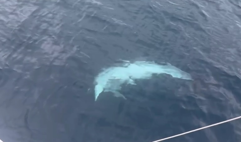 Ocean Dream — Video 2